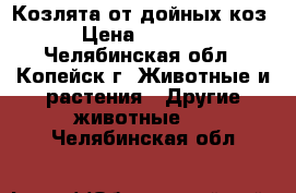 Козлята от дойных коз › Цена ­ 2 500 - Челябинская обл., Копейск г. Животные и растения » Другие животные   . Челябинская обл.